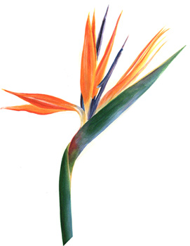 271x350 Bird Of Paradise Plant Drawing