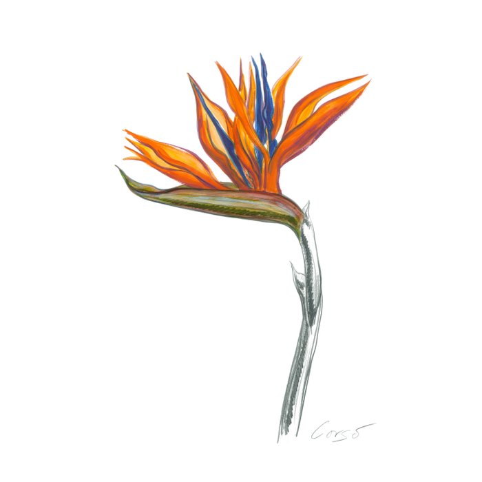 700x700 Bird Of Paradise Botanical Flower Duvet Cover