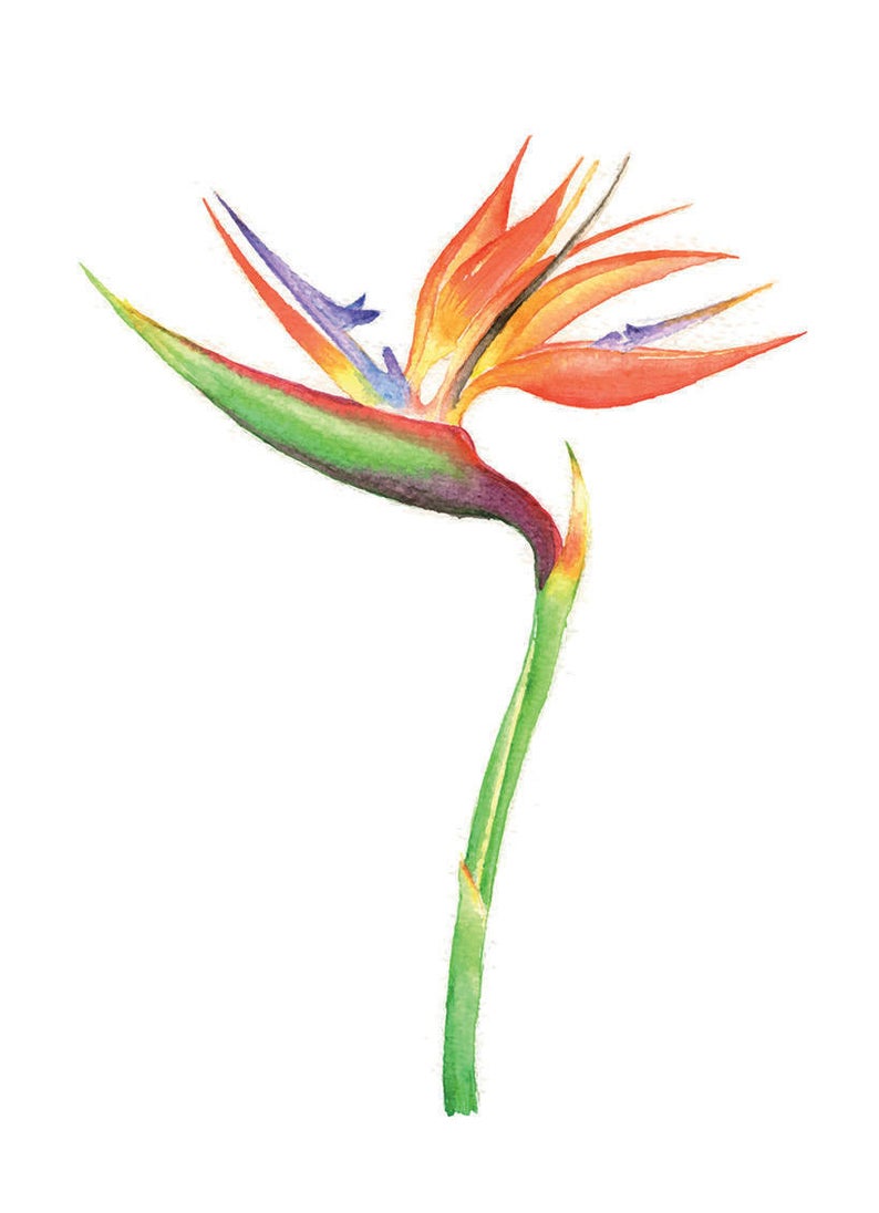 794x1096 bird of paradise bird of paradise print flower watercolor etsy