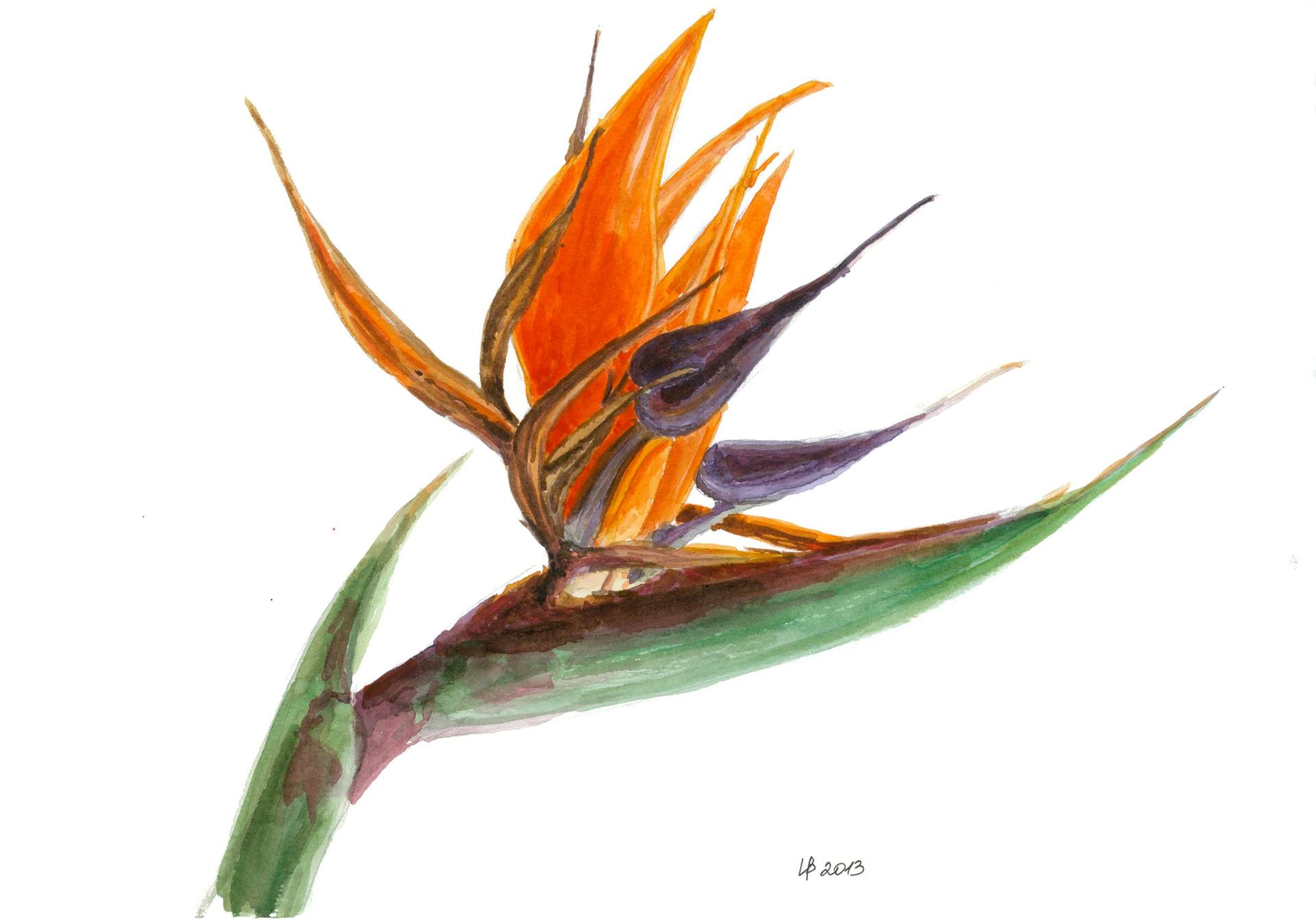 1920x1342 Bird Of Paradise Flower Painting