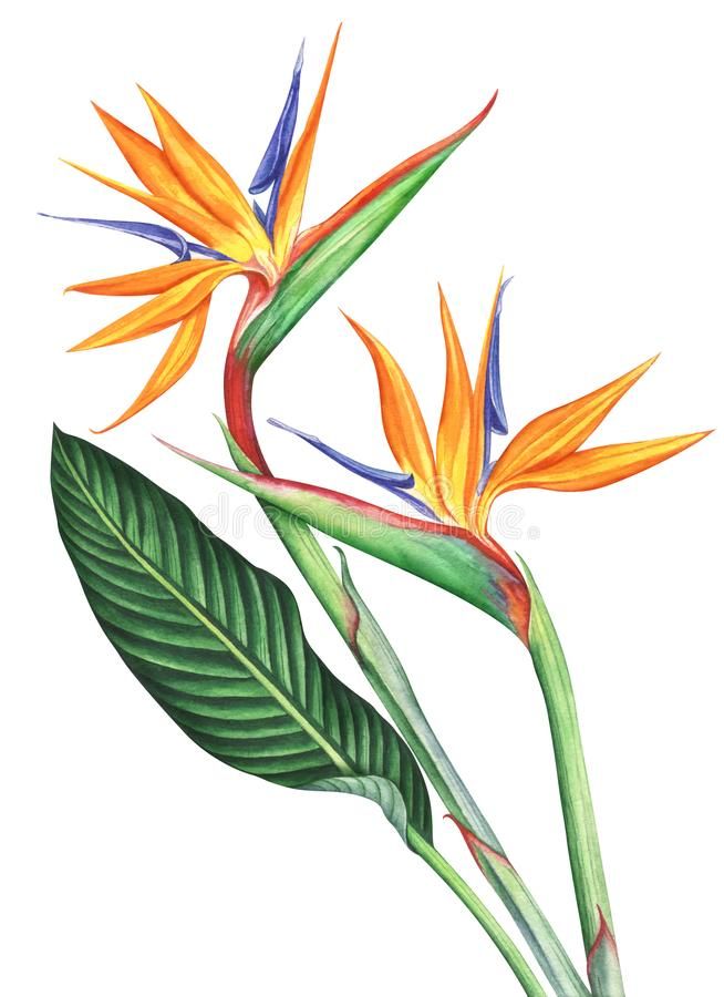 654x900 Bird Of Paradise Flowers Ion White Background Hand Drawn