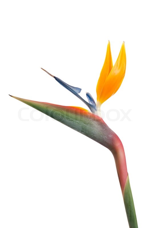 536x800 Bird Of Paradise Flower Strelitzia Stock Image Colourbox