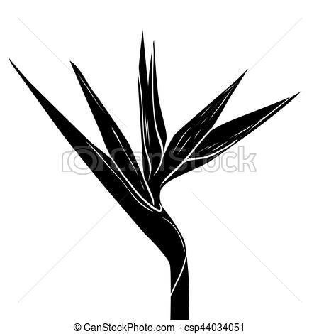 450x470 bird of paradise flower in sketch style coloring bird of paradise