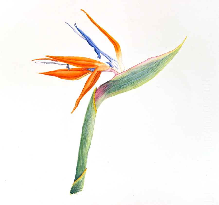 900x843 Birds Of Paradise Flower Drawing