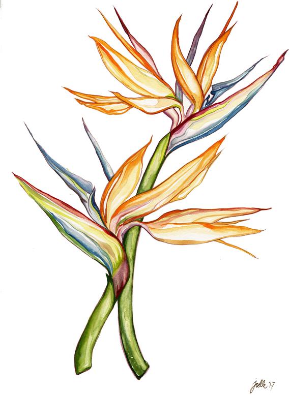 570x779 birds of paradise, bird of paradise painting, watercolor birds