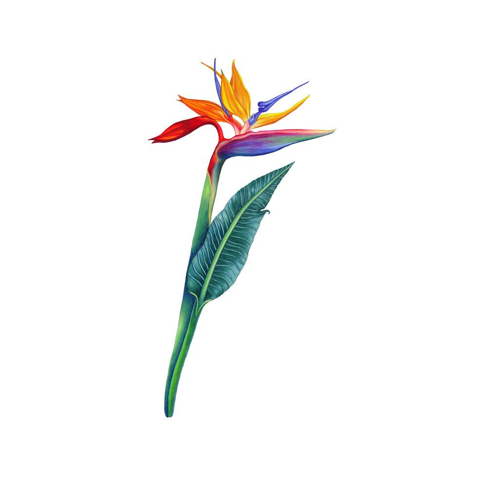 1000x1000 Birds Of Paradise Flower