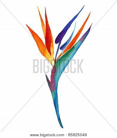 397x470 Image Result For Bird Of Paradise Flower Drawing Inspire Pattern