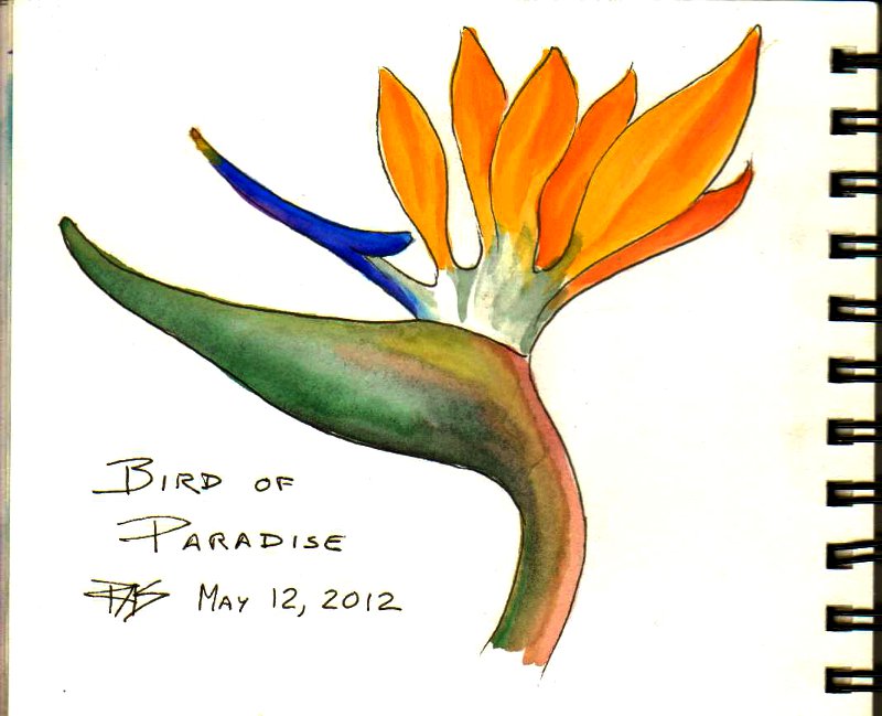 800x649 Rob's Art Lessons How To Shade Flower Petals In Watercolor