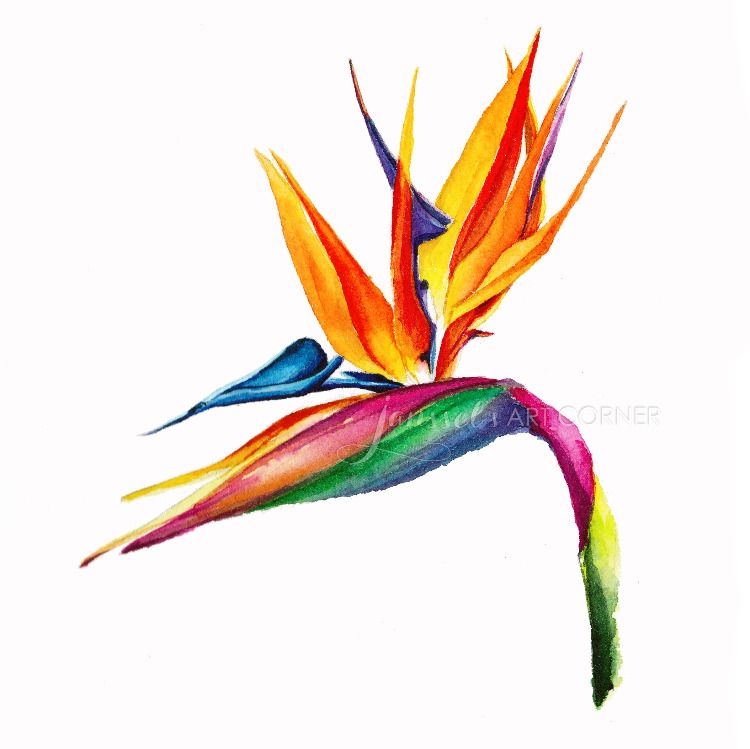 750x749 Tropical Plant Bird Of Paradise In Watercolor Janssel's Art