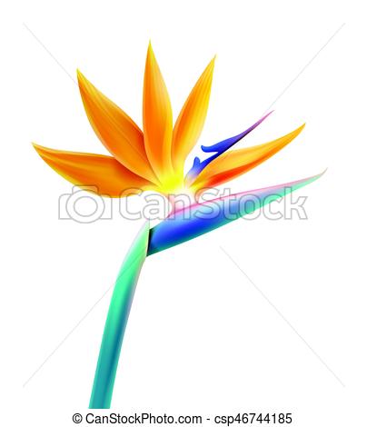 404x470 Vector Tropical Plant Bird Of Paradise Flower Or Strelitzia
