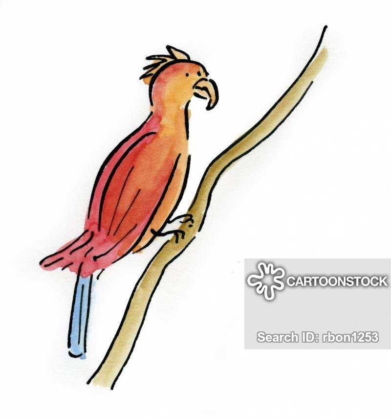 800x854 Bird Of Paradise Cartoons And Comics