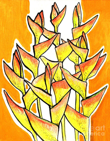 469x600 Bird Of Paradise Drawings Fine Art America