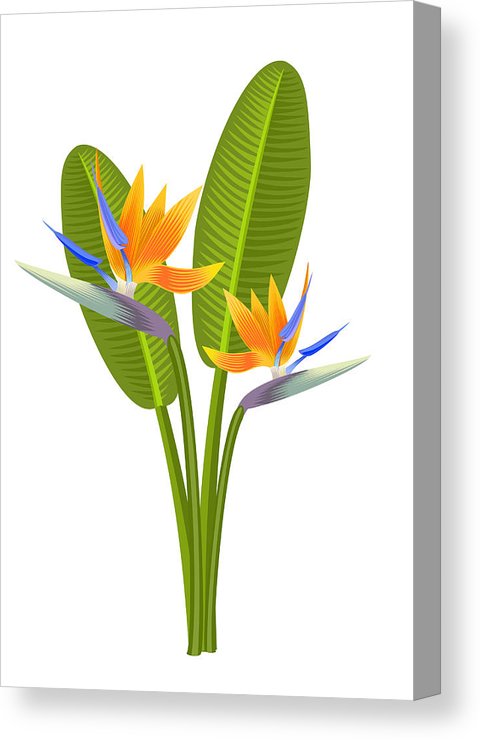 480x740 Bird Of Paradise Flowers Vector Illustration Canvas Print