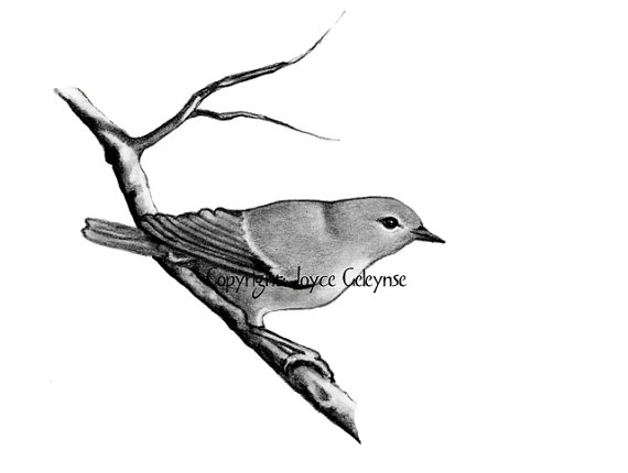 570x430 Collection Of 'bird On Branch Drawing' Download More Than
