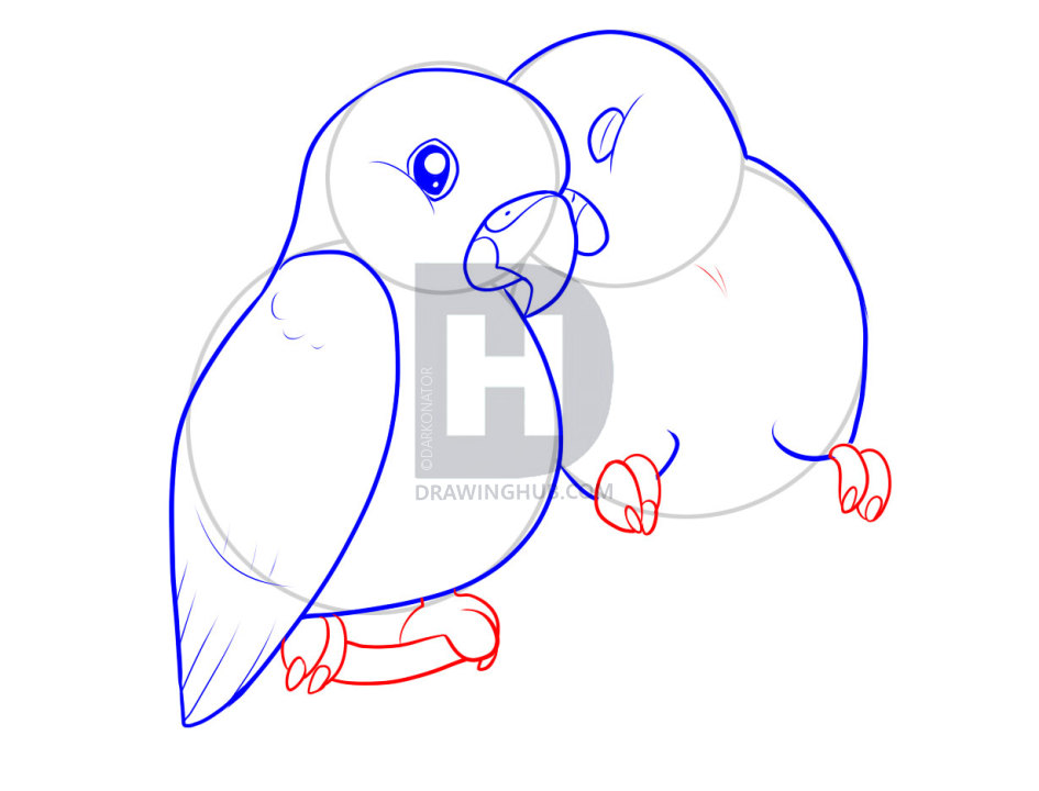 945x720 How To Draw Lovebirds, Step