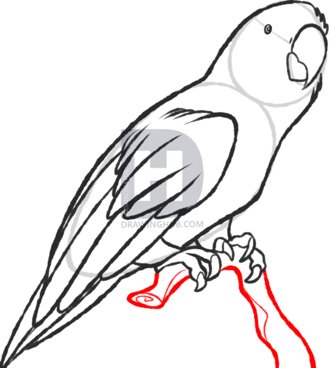 644x720 How To Sketch A Parrot, Step