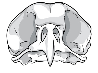 400x300 Bird Skull