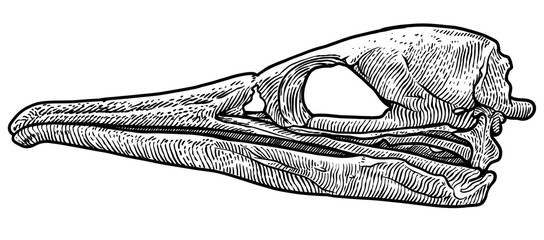 544x240 Bird Skull Illustration, Drawing, Engraving, Ink, Line Art, Vector