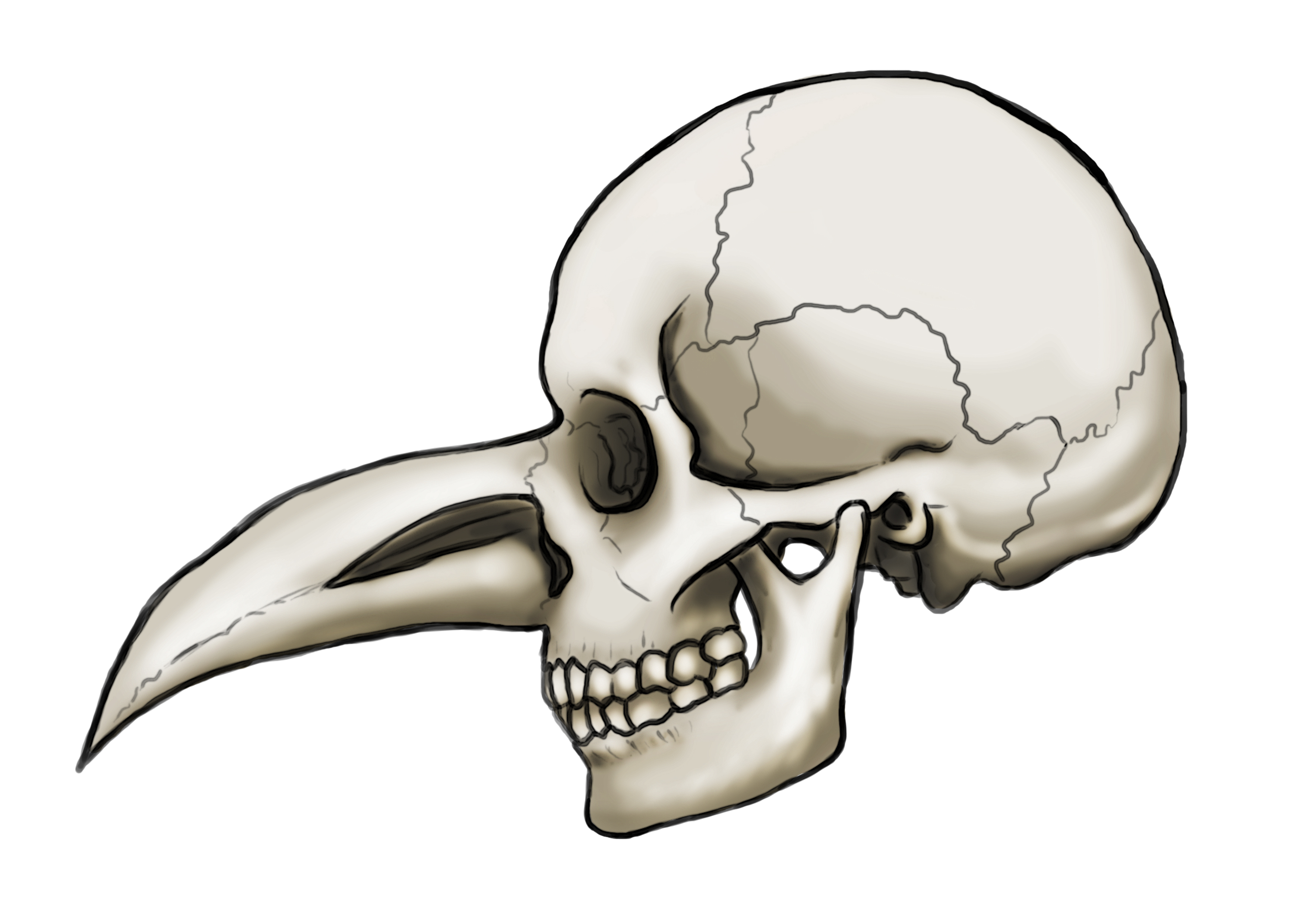 3508x2480 Bird Skull Dr Moreau The Aftermath