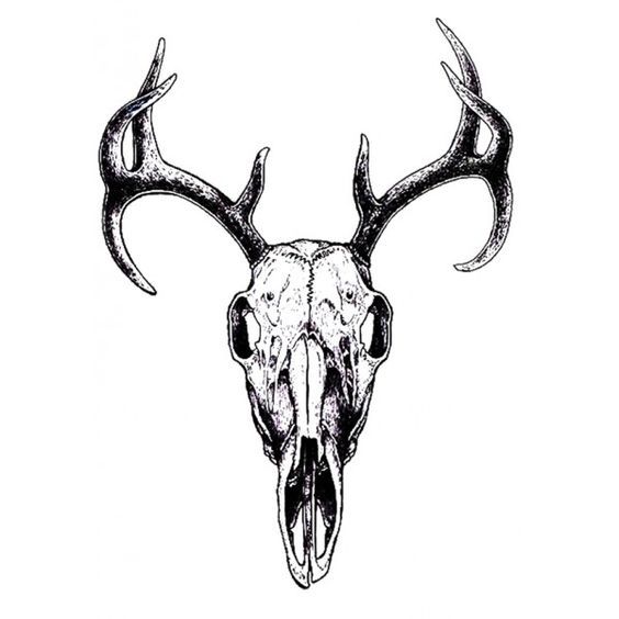 564x564 Tattoo Deer Skull Tattoos, Deer Skull