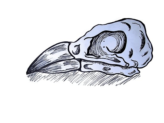 550x413 Bird Skull Posters