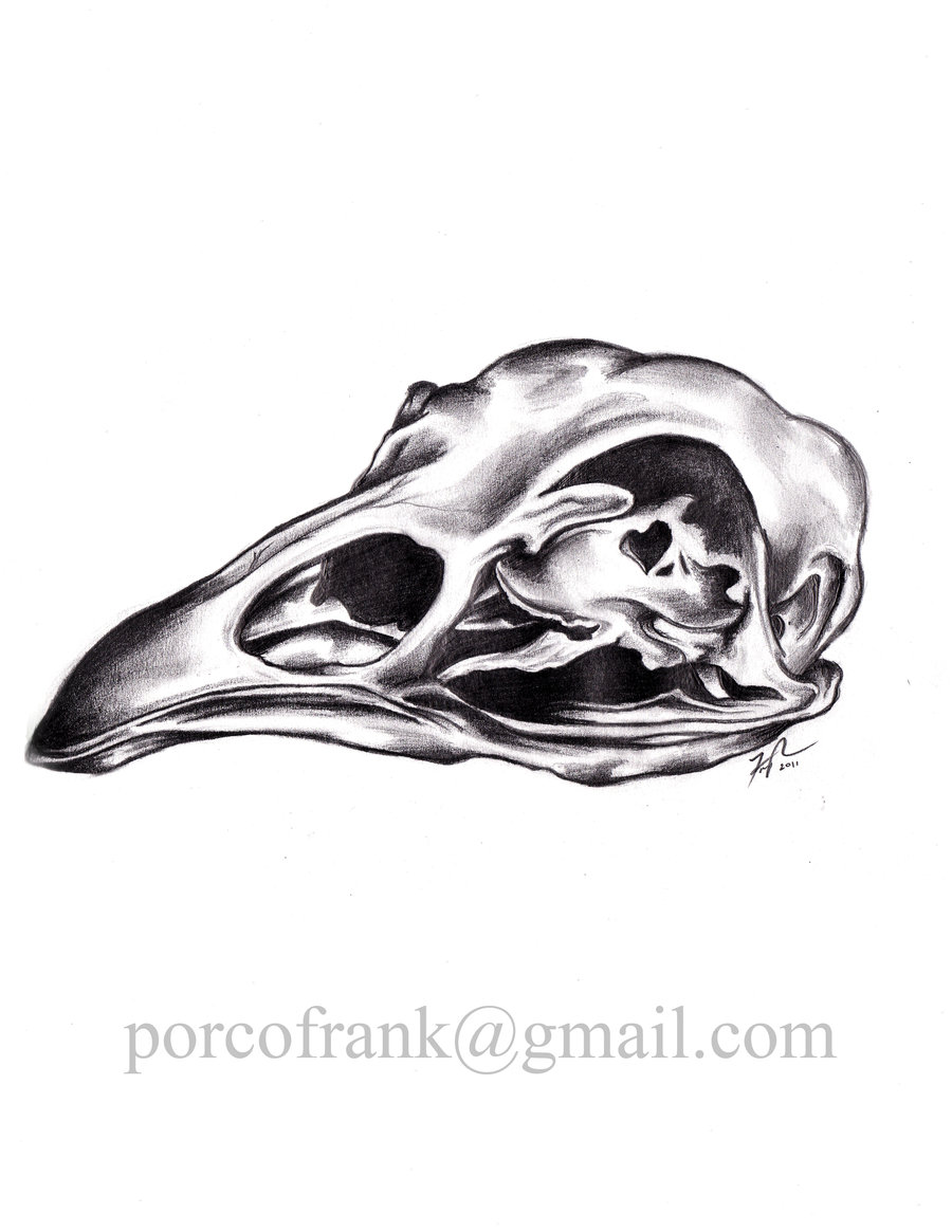 900x1165 Bird Skull Drawing