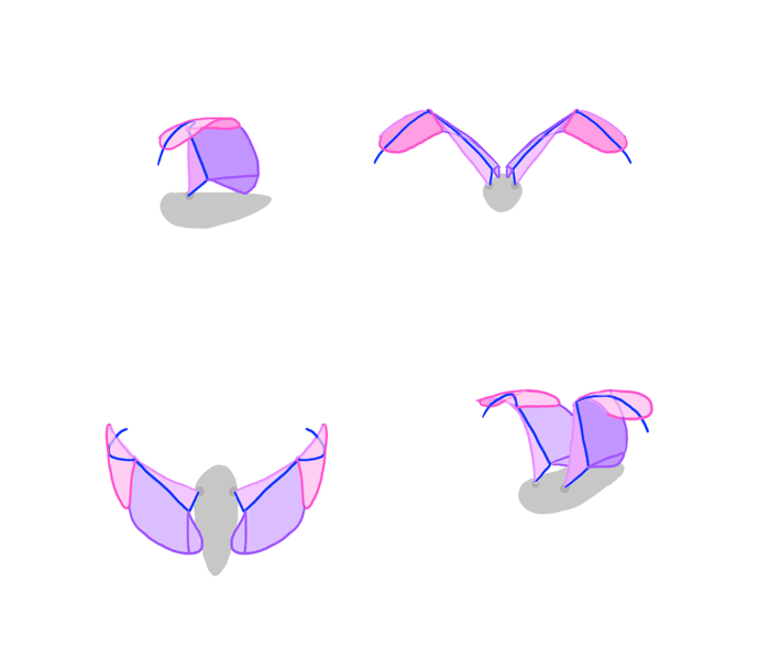 700x609 How To Draw And Animate Wings Birds, Bats, And More