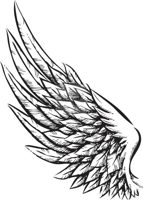 500x699 Bird Wings Drawing