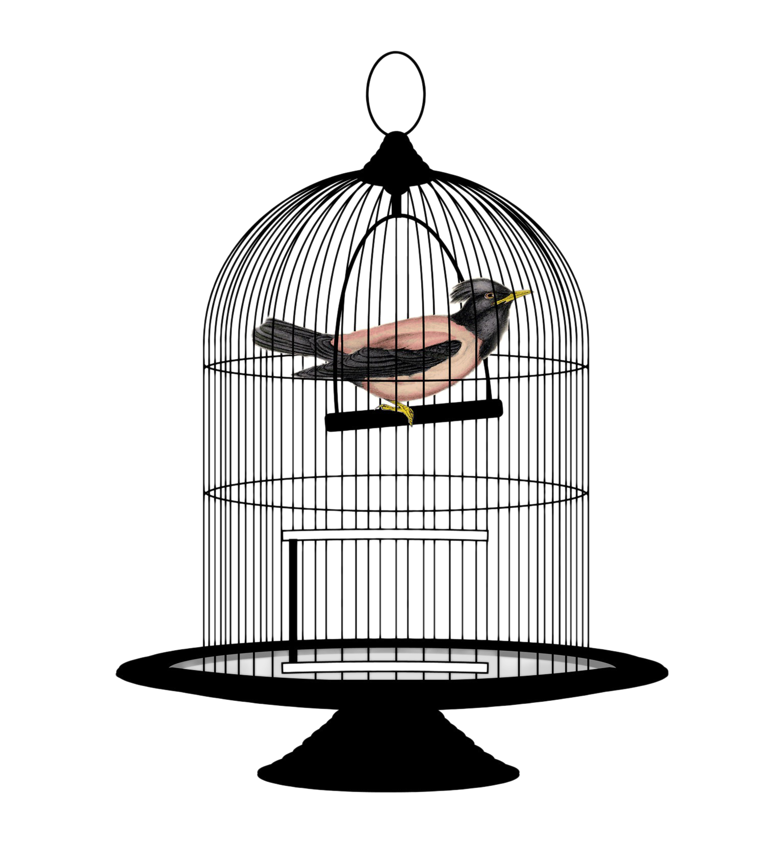 1537x1662 Collection Of Free Birdcage Drawing Trapped Bird Download On Ui Ex