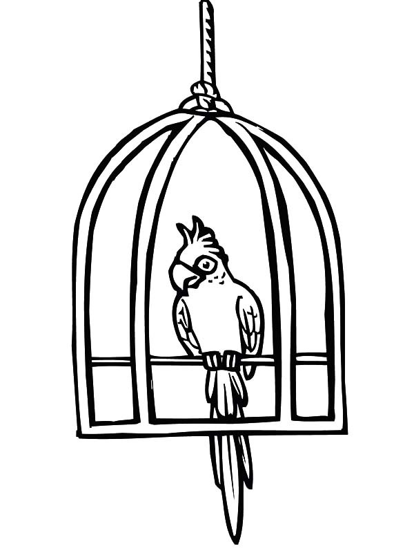 600x800 Drawn Birdcage Circle Bird