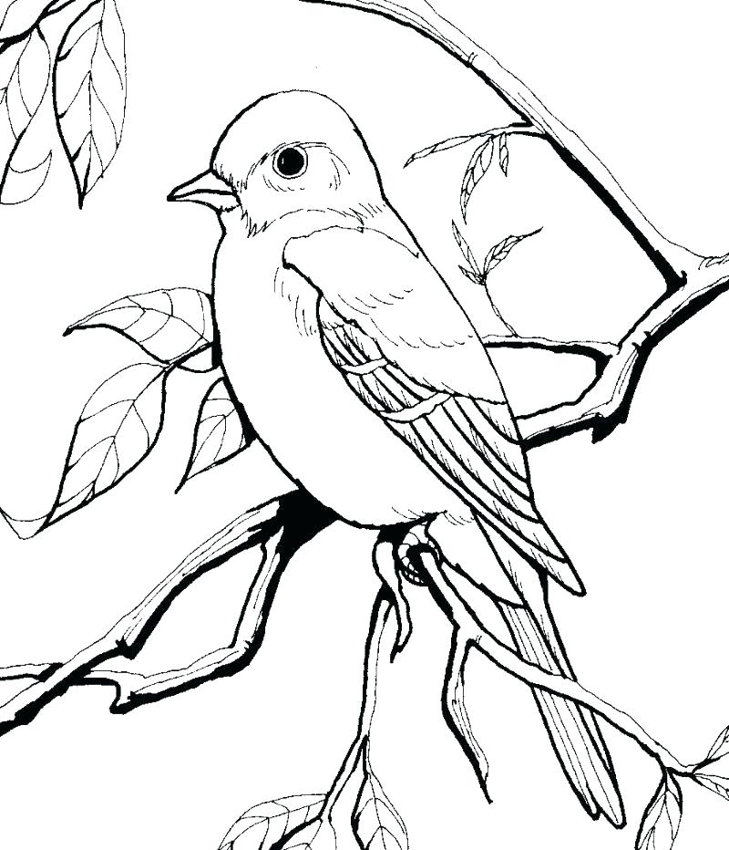 800x932 Coloring Pages For Birds Angry Bird Color Pages Elegant Angry