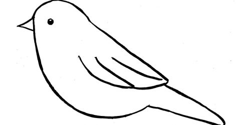 471x250 Kiwi Bird Drawing Step