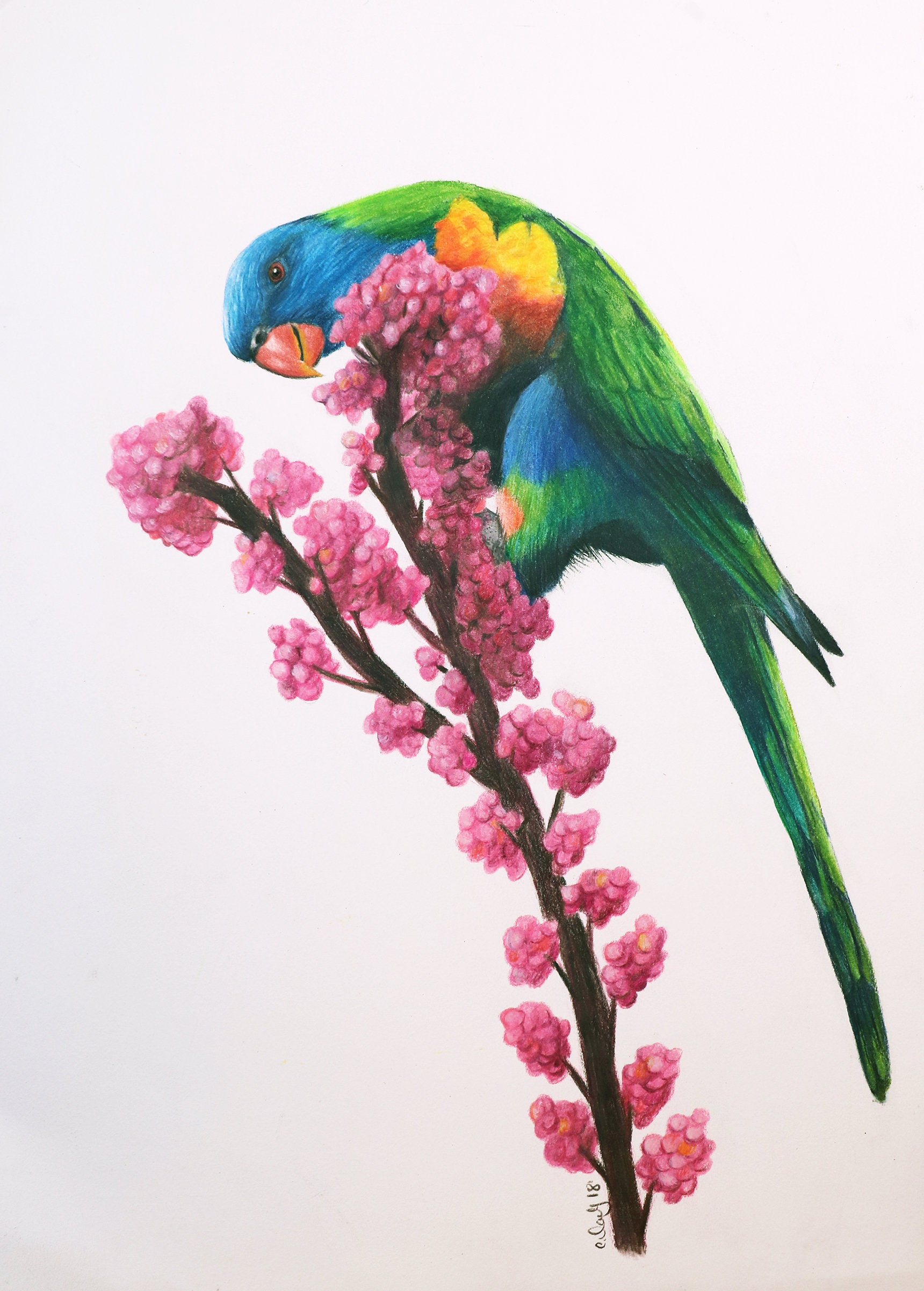 1720x2402 Rainbow Lorikeet Original Colour Pencil Drawing Etsy