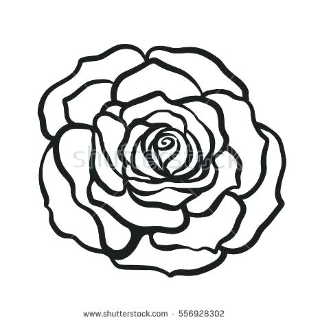 450x470 Rose Drawn Line Drawing Rose Beautiful Flower Drawings