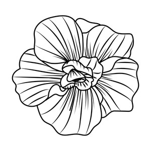 300x300 Flower Drawing Black White Royalty Free Vectors