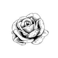 200x200 Chinese Rose Drawing Flower Nature Vector Icon On Black Background