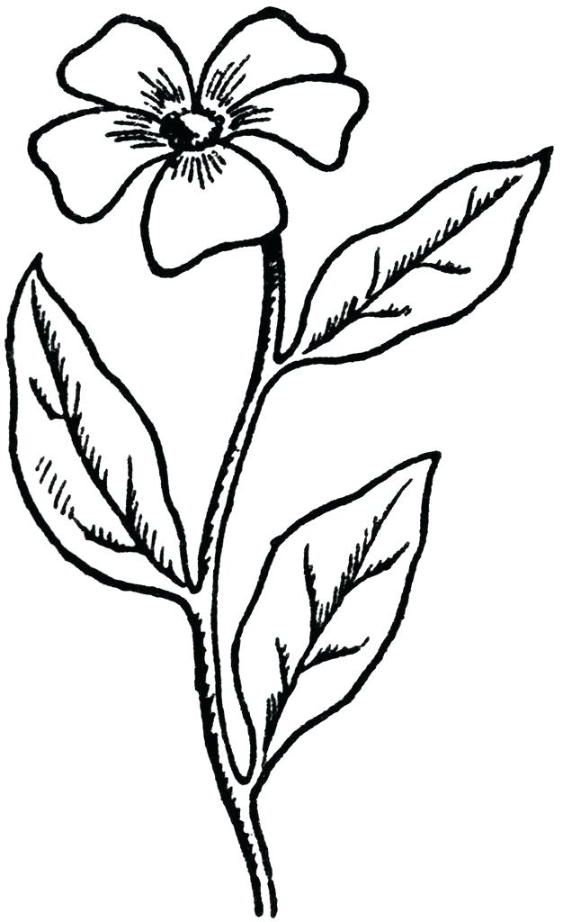 626x1024 Black White Flower Drawings