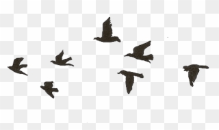 320x190 Free Png Download Flying Birds Gif Transparent Png