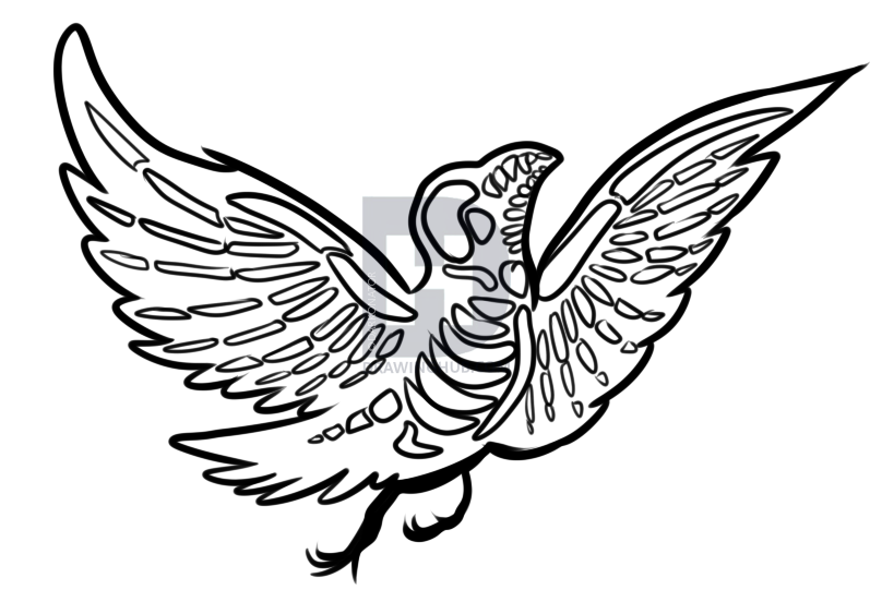 808x541 How To Draw A Black Bird, Step