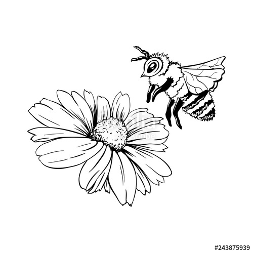 500x500 Chamomile Hand Drawn Vector Illustration Floral Ink Pen Engraved
