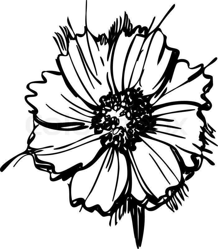 701x800 Black And White Daisy Drawing