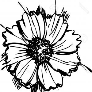 300x300 Black And White Daisy Flower Isolated Gm Sohadacouri