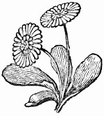 150x168 Black And White Daisies Drawing