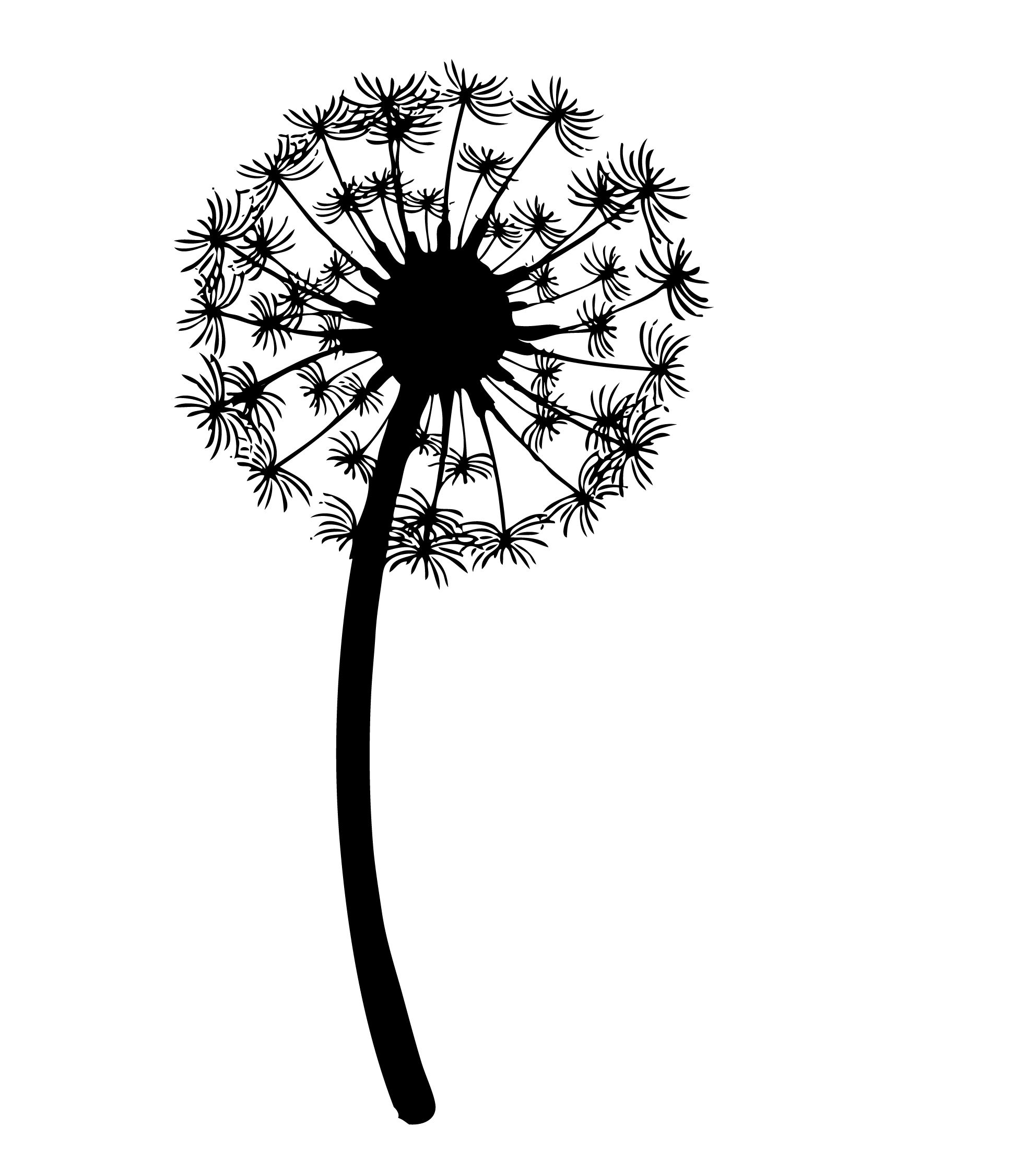 Black And White Dandelion Drawing