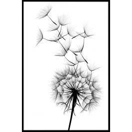 265x265 Dandelion Black And White