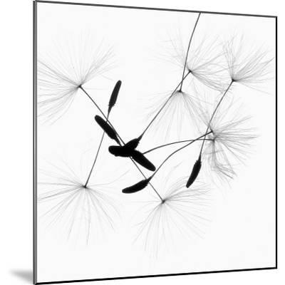 400x400 Dandelion Spores On White Photographic Print