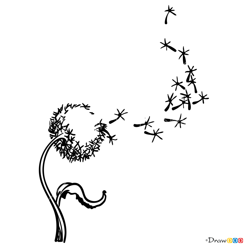 998x998 How To Draw Dandelion, Tattoo Flowers