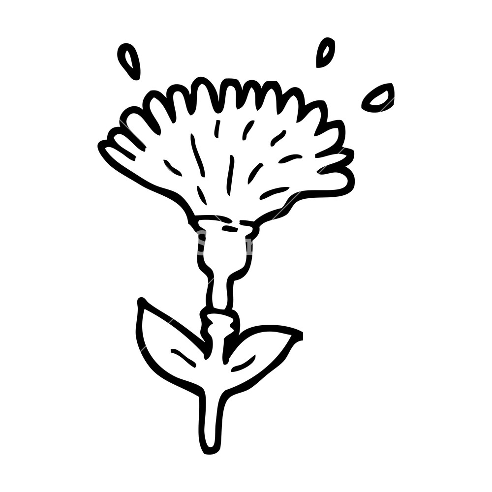 1000x1000 Black And White Cartoon Dandelion Opening Royalty Free Stock Image