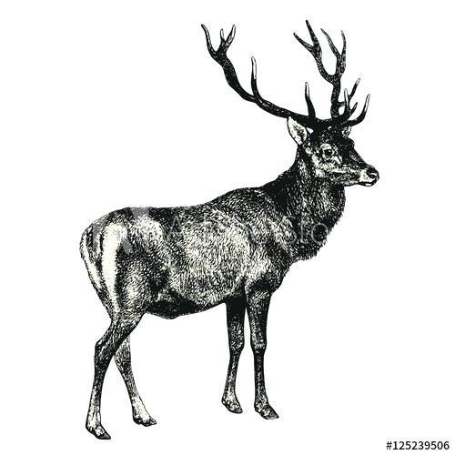 500x500 Drawing Of A Deer