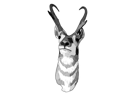 550x393 Black And White Deer Design Posters